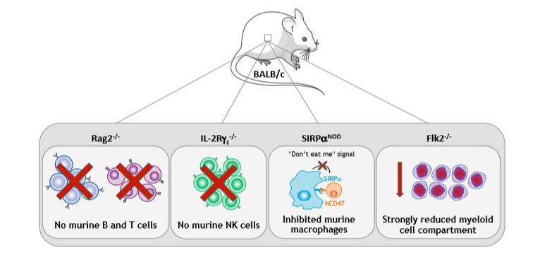 Features of BRGSF Mice